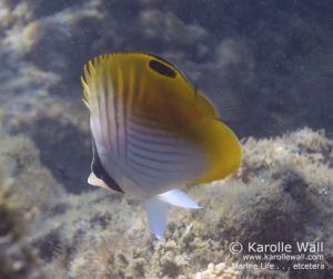 Threadfin Butterflyfish, Juvenile